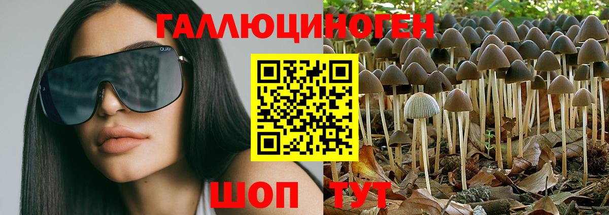 Псилоцибиновые грибы Psilocybe Знаменск